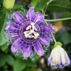 Incarnata Passion Flower Live Plant 4-6 Inch Tall - Purple & White Blooms, Outdoor Vine - Image 1