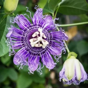 Incarnata Passion Flower Live Plant 4-6 Inch Tall - Purple & White Blooms, Outdoor Vine - Image 1