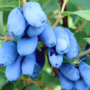 Indigo Honeyberry Live Plant – 6-12 Inch Tall Haskap Shrub for Garden - Image 2