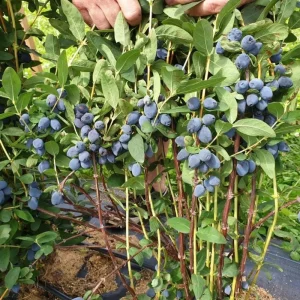 Indigo Honeyberry Live Plant – 6-12 Inch Tall Haskap Shrub for Garden - Image 3