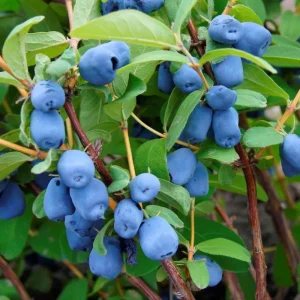 Indigo Honeyberry Live Plant – 6-12 Inch Tall Haskap Shrub for Garden - Image 4