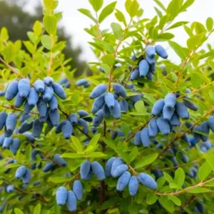Indigo Honeyberry Live Plant – 6-12 Inch Tall Haskap Shrub for Garden - Image 5