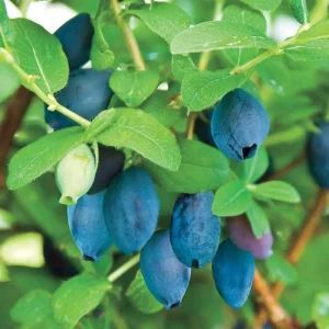 Indigo Honeyberry Live Plant – 6-12 Inch Tall Haskap Shrub for Garden - Image 6