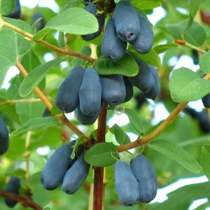 Indigo Honeyberry Live Plant – 6-12 Inch Tall Haskap Shrub for Garden - Image 7