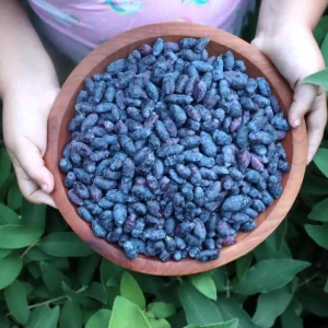 Indigo Honeyberry Live Plant – 6-12 Inch Tall Haskap Shrub for Garden - Image 8