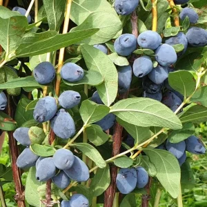 Indigo Honeyberry Live Plant – 6-12 Inch Tall Haskap Shrub for Garden - Image 9