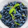 Indigo Honeyberry Live Plant – 6-12 Inch Tall Haskap Shrub for Garden - Image 1