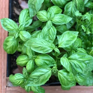 Italian Basil Live Plant - 4 Inch Pot Sweet Herb for Cooking - Image 2