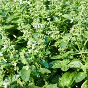 Italian Basil Live Plant - 4 Inch Pot Sweet Herb for Cooking - Image 3