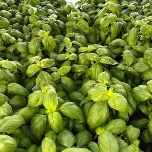 Italian Basil Live Plant - 4 Inch Pot Sweet Herb for Cooking - Image 4
