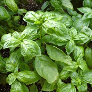 Italian Basil Live Plant - 4 Inch Pot Sweet Herb for Cooking - Image 5