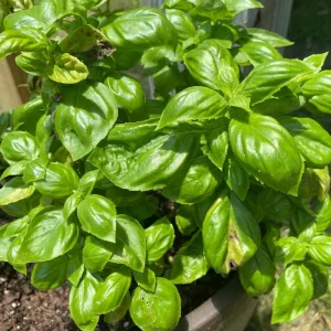 Italian Basil Live Plant - 4 Inch Pot Sweet Herb for Cooking - Image 6