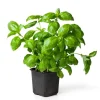 Italian Basil Live Plant - 4 Inch Pot Sweet Herb for Cooking - Image 1