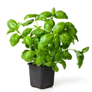 Italian Basil Live Plant - 4 Inch Pot Sweet Herb for Cooking - Image 1