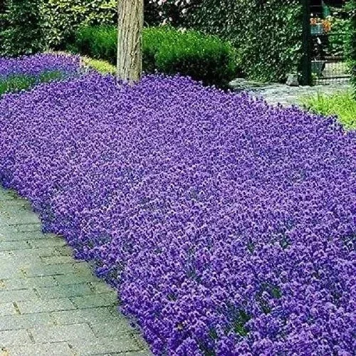 Italian Lavender Seeds - 150+ Heirloom Non-GMO Herb Seeds, Purple Flowers - Image 1