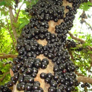 Jaboticaba Tree Live Plant 6-12 Inch Tall - Brazilian Grape Tree, Tropical Fruit - Image 2