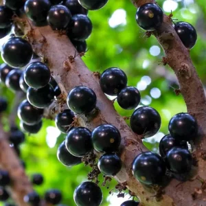 Jaboticaba Tree Live Plant 6-12 Inch Tall - Brazilian Grape Tree, Tropical Fruit - Image 4