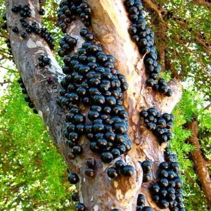 Jaboticaba Tree Live Plant 6-12 Inch Tall - Brazilian Grape Tree, Tropical Fruit - Image 5