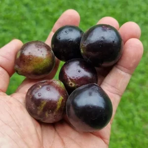 Jaboticaba Tree Live Plant 6-12 Inch Tall - Brazilian Grape Tree, Tropical Fruit - Image 6