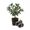 Jaboticaba Tree Live Plant 6-12 Inch Tall - Brazilian Grape Tree, Tropical Fruit - Image 1