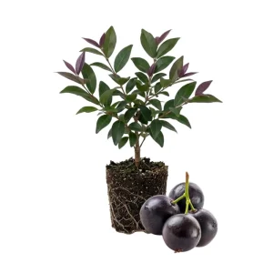 Jaboticaba Tree Live Plant 6-12 Inch Tall - Brazilian Grape Tree, Tropical Fruit - Image 1