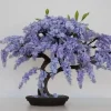 Jacaranda Mimosifolia Bonsai Tree Seeds - 10 Blue Flamboyant Tree Seeds, Flowering - Image 1