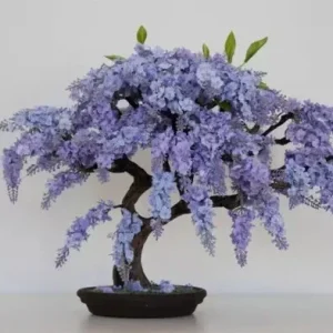 Jacaranda Mimosifolia Bonsai Tree Seeds - 10 Blue Flamboyant Tree Seeds, Flowering - Image 1
