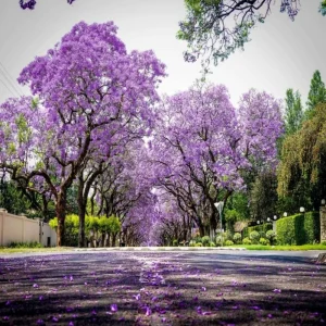 Jacaranda Mimosifolia Live Tree – 6-10 Inch Tall Plant in 3 Inch Pot – Outdoor - Image 10