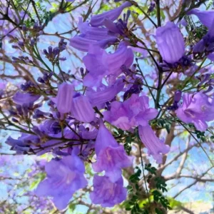 Jacaranda Mimosifolia Live Tree – 6-10 Inch Tall Plant in 3 Inch Pot – Outdoor - Image 2
