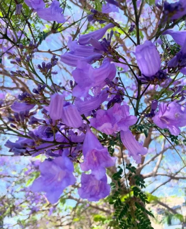 Jacaranda Mimosifolia Live Tree – 6-10 Inch Tall Plant in 3 Inch Pot – Outdoor - Image 2