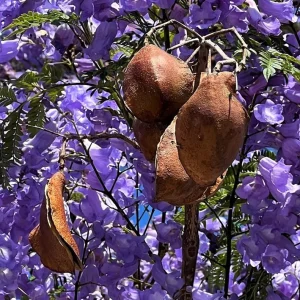 Jacaranda Mimosifolia Live Tree – 6-10 Inch Tall Plant in 3 Inch Pot – Outdoor - Image 3