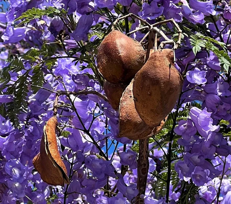 Jacaranda Mimosifolia Live Tree – 6-10 Inch Tall Plant in 3 Inch Pot – Outdoor - Image 3