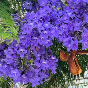 Jacaranda Mimosifolia Live Tree – 6-10 Inch Tall Plant in 3 Inch Pot – Outdoor - Image 4