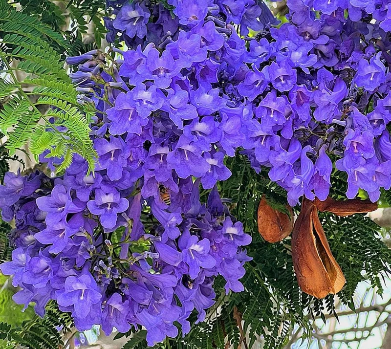 Jacaranda Mimosifolia Live Tree – 6-10 Inch Tall Plant in 3 Inch Pot – Outdoor - Image 4