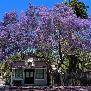 Jacaranda Mimosifolia Live Tree – 6-10 Inch Tall Plant in 3 Inch Pot – Outdoor - Image 5