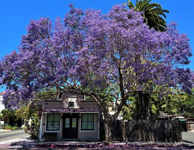 Jacaranda Mimosifolia Live Tree – 6-10 Inch Tall Plant in 3 Inch Pot – Outdoor - Image 5