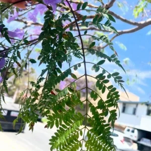 Jacaranda Mimosifolia Live Tree – 6-10 Inch Tall Plant in 3 Inch Pot – Outdoor - Image 6