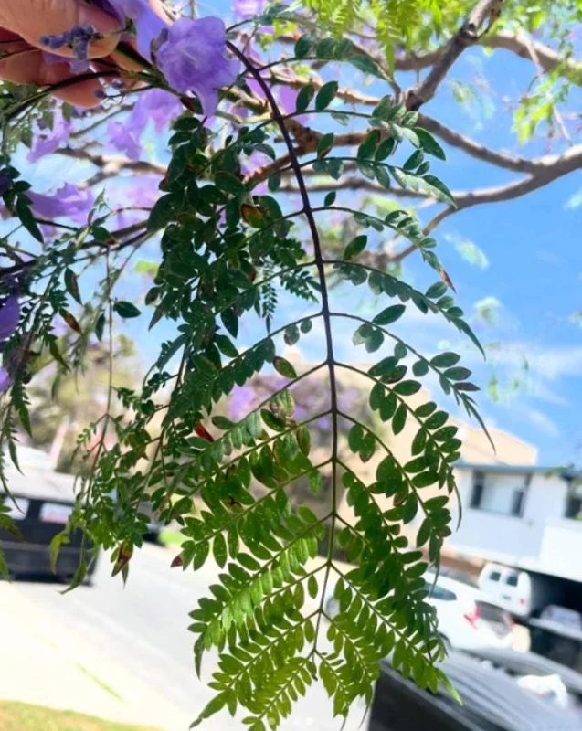 Jacaranda Mimosifolia Live Tree – 6-10 Inch Tall Plant in 3 Inch Pot – Outdoor - Image 6