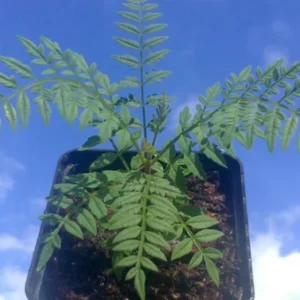 Jacaranda Mimosifolia Live Tree – 6-10 Inch Tall Plant in 3 Inch Pot – Outdoor - Image 7