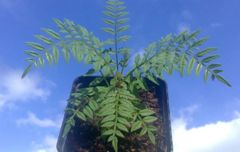 Jacaranda Mimosifolia Live Tree – 6-10 Inch Tall Plant in 3 Inch Pot – Outdoor - Image 7