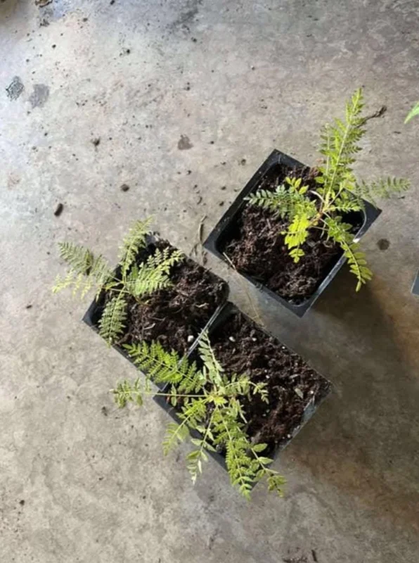 Jacaranda Mimosifolia Live Tree – 6-10 Inch Tall Plant in 3 Inch Pot – Outdoor - Image 8