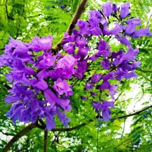 Jacaranda Mimosifolia Live Tree – 6-10 Inch Tall Plant in 3 Inch Pot – Outdoor - Image 9