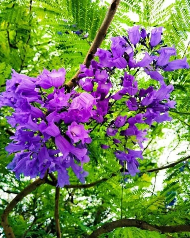 Jacaranda Mimosifolia Live Tree – 6-10 Inch Tall Plant in 3 Inch Pot – Outdoor - Image 9