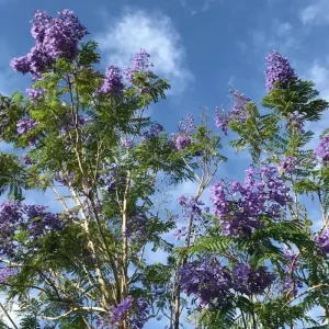 Jacaranda Mimosifolia Live Trees - Set of 3, 6-10 Inch, 3 Inch Pots, Outdoor - Image 2