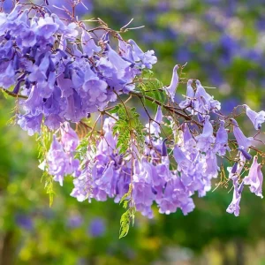 Jacaranda Mimosifolia Live Trees - Set of 3, 6-10 Inch, 3 Inch Pots, Outdoor - Image 3