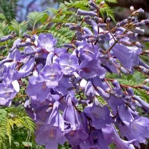 Jacaranda Mimosifolia Live Trees - Set of 3, 6-10 Inch, 3 Inch Pots, Outdoor - Image 4