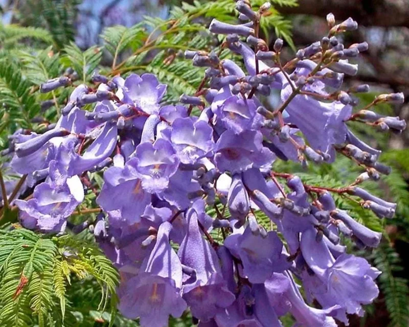 Jacaranda Mimosifolia Live Trees - Set of 3, 6-10 Inch, 3 Inch Pots, Outdoor - Image 4