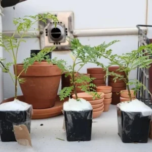 Jacaranda Mimosifolia Live Trees - Set of 3, 6-10 Inch, 3 Inch Pots, Outdoor - Image 5