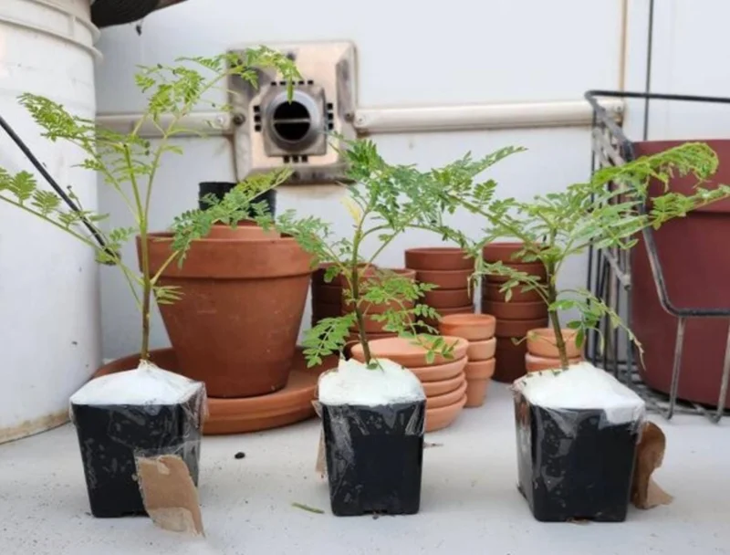 Jacaranda Mimosifolia Live Trees - Set of 3, 6-10 Inch, 3 Inch Pots, Outdoor - Image 5