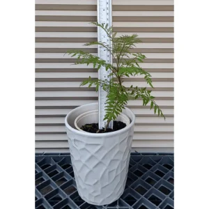 Jacaranda Mimosifolia Tree Live Plant - Blue to Purple Flowers - 6-12 Inch Tall - Image 2